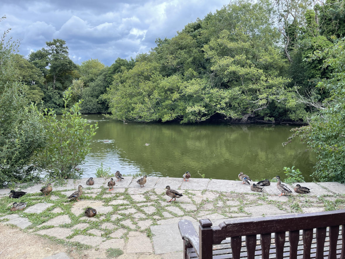The Mardle Bench and Ducks The Mardle Bench and Ducks