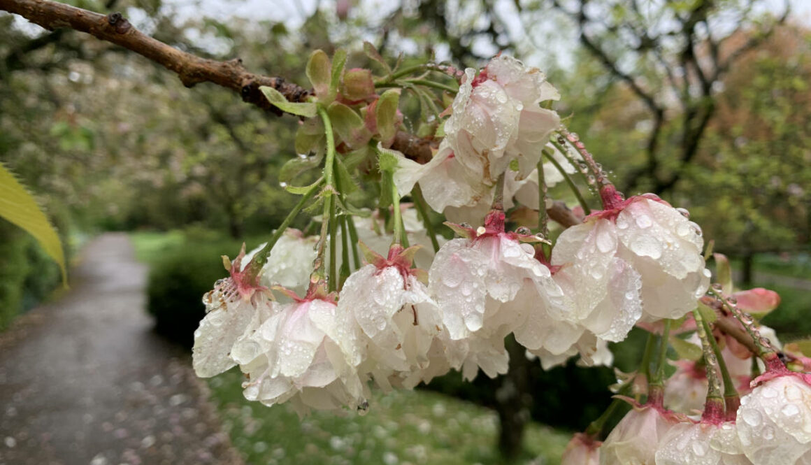 Bath Botanical Gardens