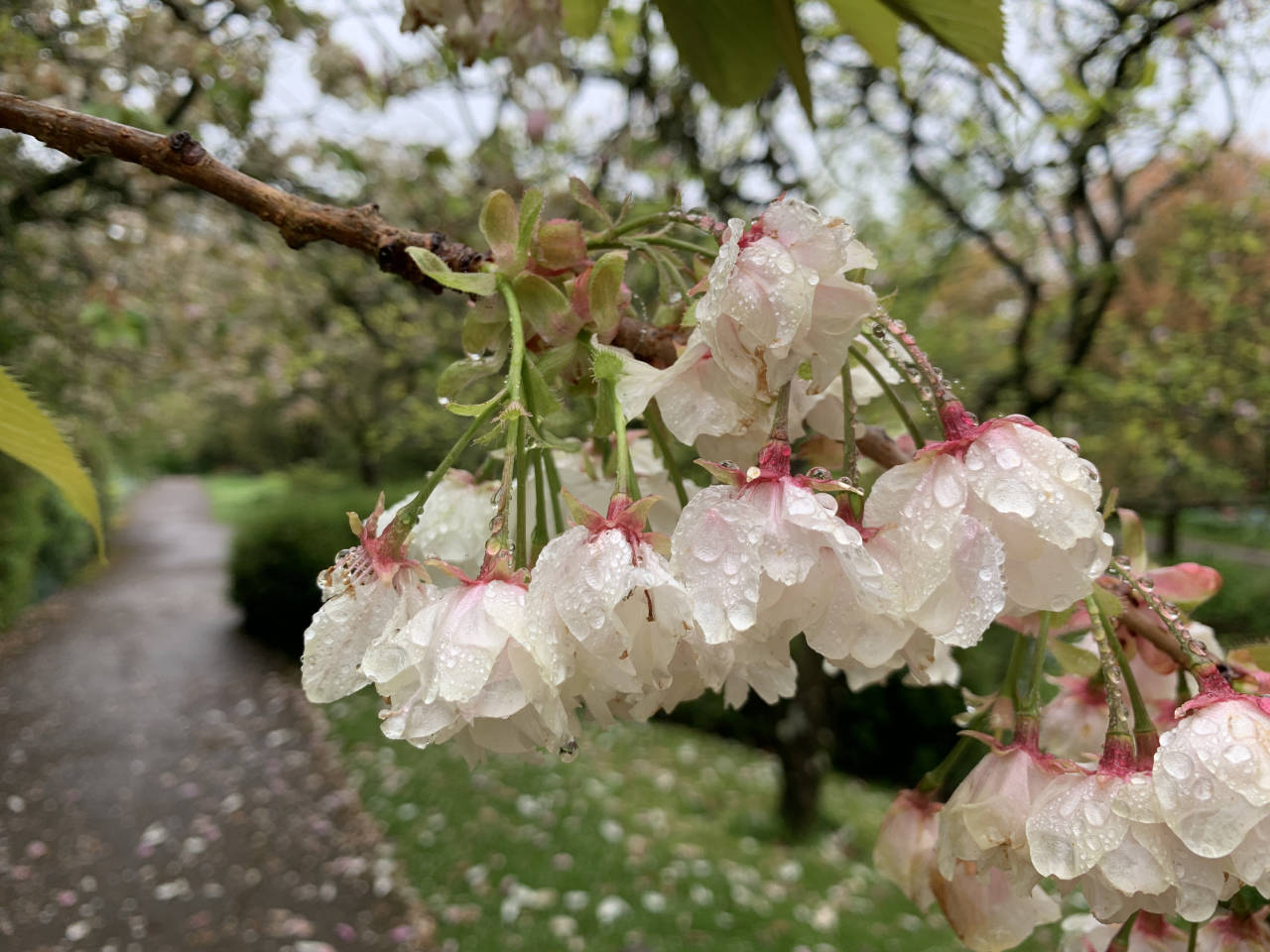 Bath Botanical Gardens - Colour My Days