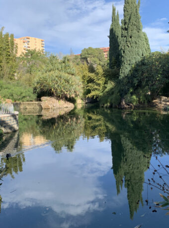 Pond at Paloma Park