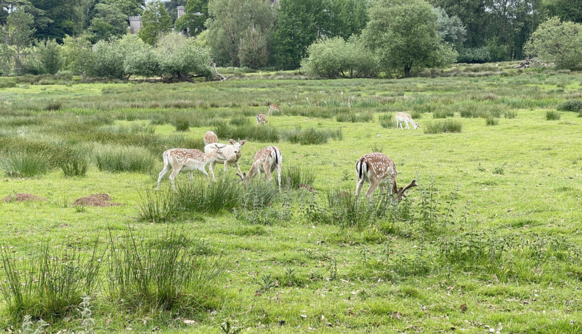 IMG_8103Powderham Deer Park
