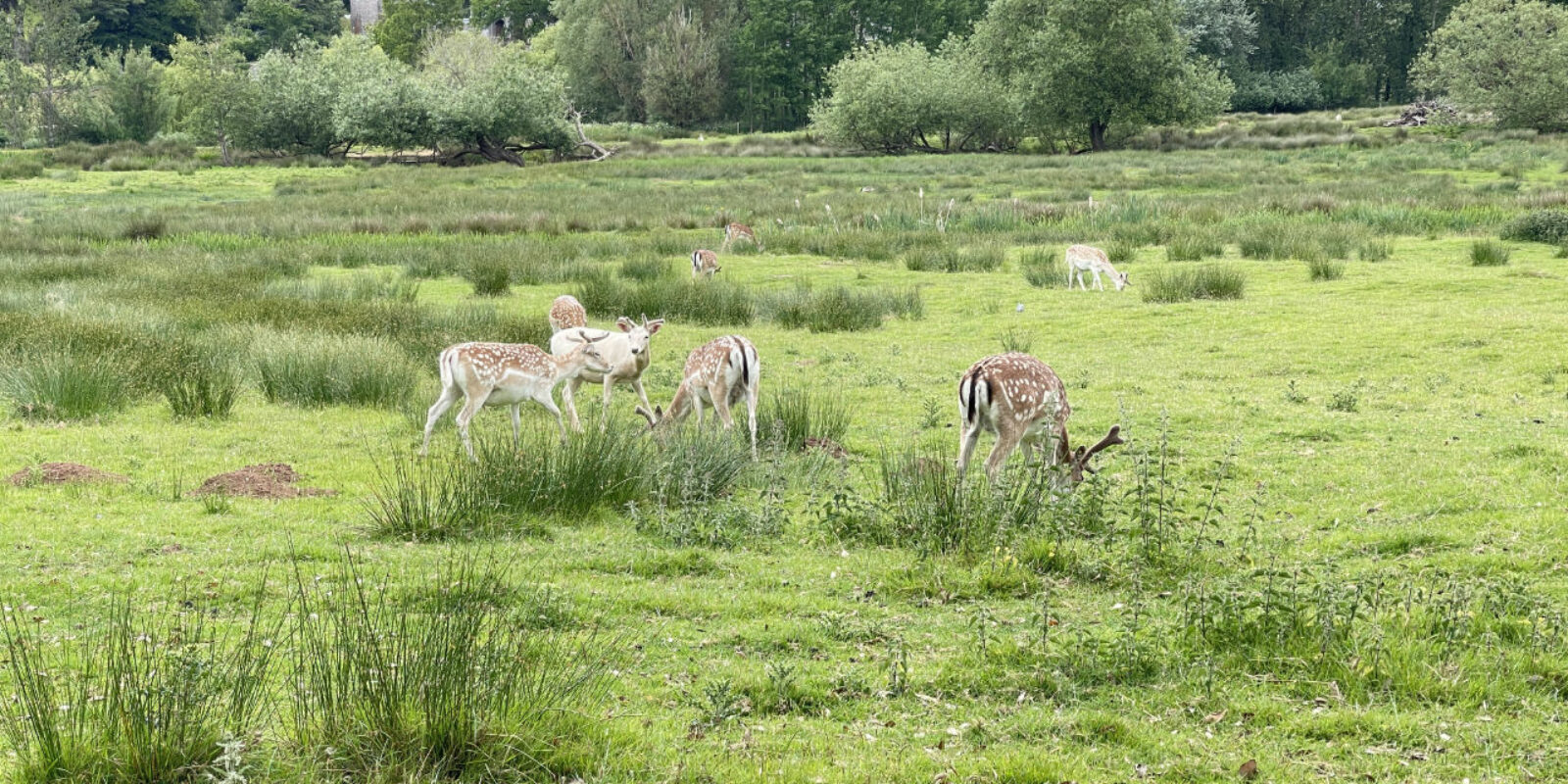 IMG_8103Powderham Deer Park