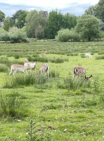 IMG_8103Powderham Deer Park